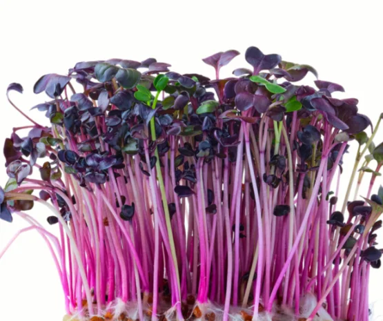 Микрозелень редиса фиолетового